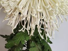 -杭州植物园