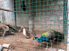 -柞水乾佑红门家菜