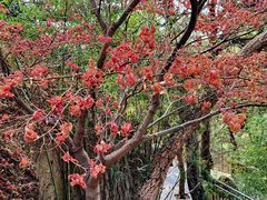 -青岛崂山太清宫