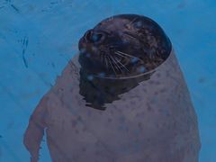 -海合安成都极地海洋公园