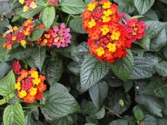 -摩根扒房(桐梓林店)