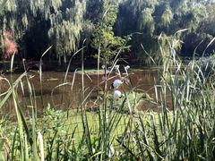 丹顶鹤-石家庄市动物园