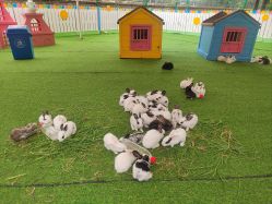 -萌宠亲子动物乐园(槐房万达店)