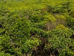 -东寨港红树林旅游区