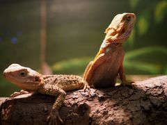 -上海大自然野生昆虫馆