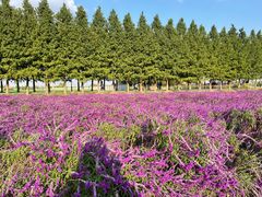 -嘉北郊野公园