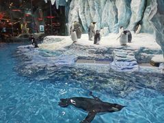 -帝企鹅自助餐厅•儿童岛•真企鹅(长隆企鹅酒店)