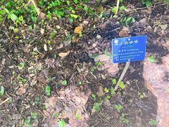 -中国科学院西双版纳热带植物园