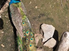 -哈尔滨北方森林动物园