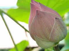 -槟城宝盛园民宿