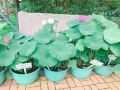 -石排湾郊野公园
