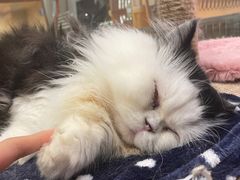 -米乐乖乖猫咪咖啡馆·猫咖(深圳湾后海汇店)