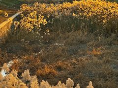 -三里屯东五街银杏大道