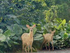 -海南热带野生动植物园