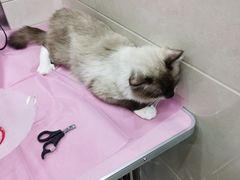 -北京观赏动物医院·24小时大型综合·猫专科·异宠专科