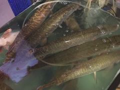 -煲来饱去冷水鱼