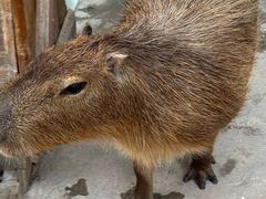 -廊坊固安福朋喜来登酒店