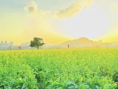 -光明小镇欢乐田园