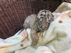 -常州淹城野生动物世界