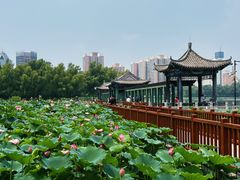 -莲花池公园