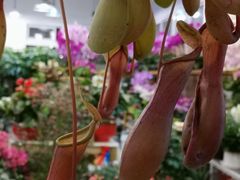 -双季花艺园艺市场(浦东店)