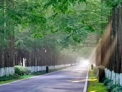 -黄海国家森林公园