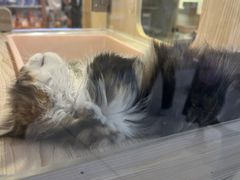 -屋虎猫馆(宝安大仟里店)
