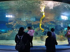 -沙沙哗啦海洋馆(华宇百花谷店)