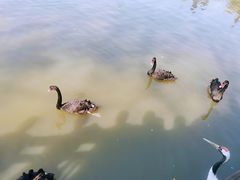 -溱湖国家湿地公园