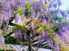 -小仙居·农家宴烤羊· 农庄