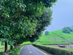 -帐篷客·溪龙茶谷度假酒店