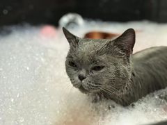 -拜鲁耶动物诊疗中心·宠家动物医院