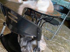 -猫猫幼稚园·撸猫·桌游·电玩