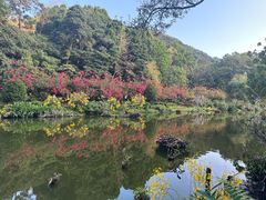 -深圳仙湖植物园