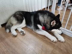 -Husky Go! 哈士奇体验馆·宠物咖啡厅狗咖