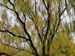 -昆山城市生态森林公园