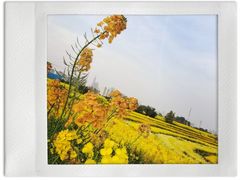 -三圣花乡旅游区