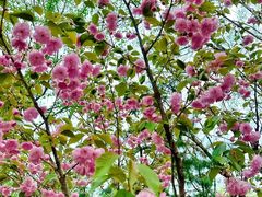 -长白岛森林公园