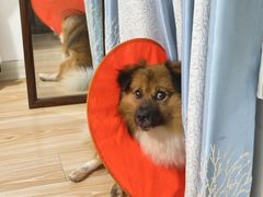 -艾贝尔宠物医院·狂犬免疫点(江山金象城店)