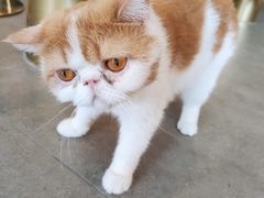 -飞行喵MR PILOT|猫舍·猫咖(静安大融城店)