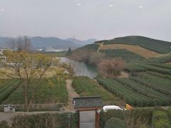 -十八棵（老龙井）御茶园(老龙井店)