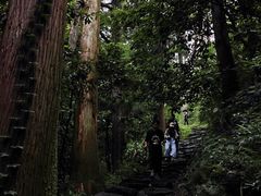 -天目山大树王景区