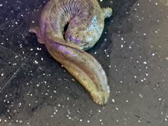 -九月海·海鲜自助(世纪东方店)