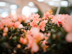 -荷兰花海