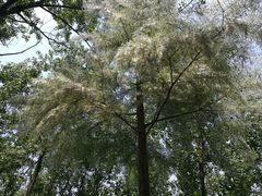 -合肥滨湖国家森林公园