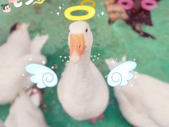 -大鹅岛绿色生态美食园