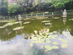 -碧江金楼