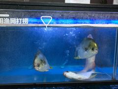 -盒马鲜生(王府广场店)
