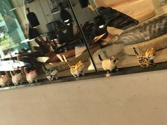 -飞行喵MR PILOT|猫舍·猫咖(静安大融城店)