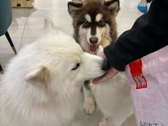 -安格丽娜·狗咖·猫咖羊驼咖(春熙路百盛商场店)